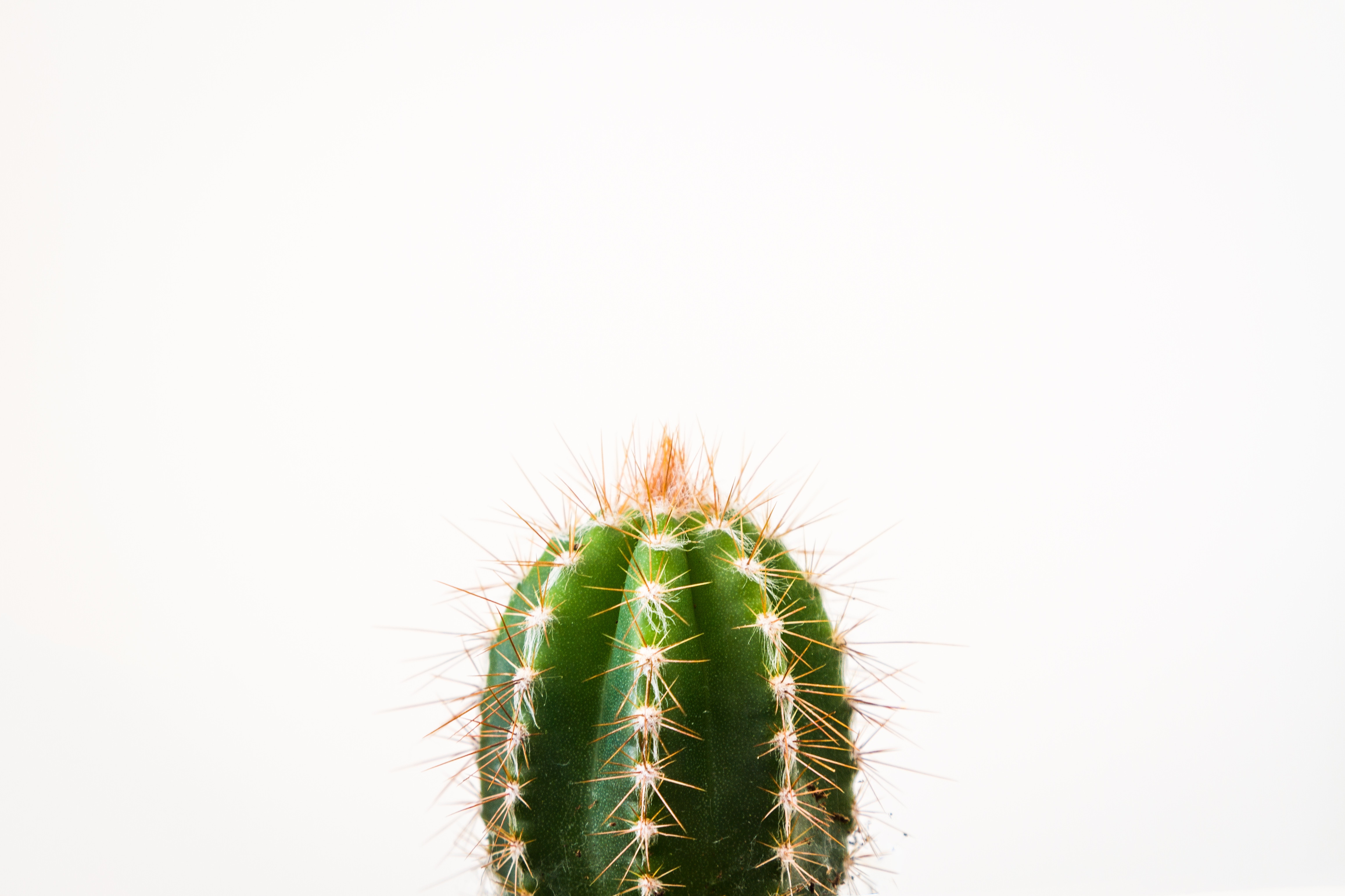 cactus in front of a white background