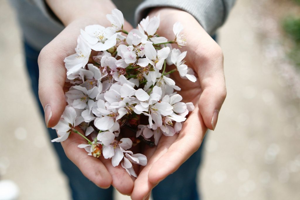 person holding flowers in palms