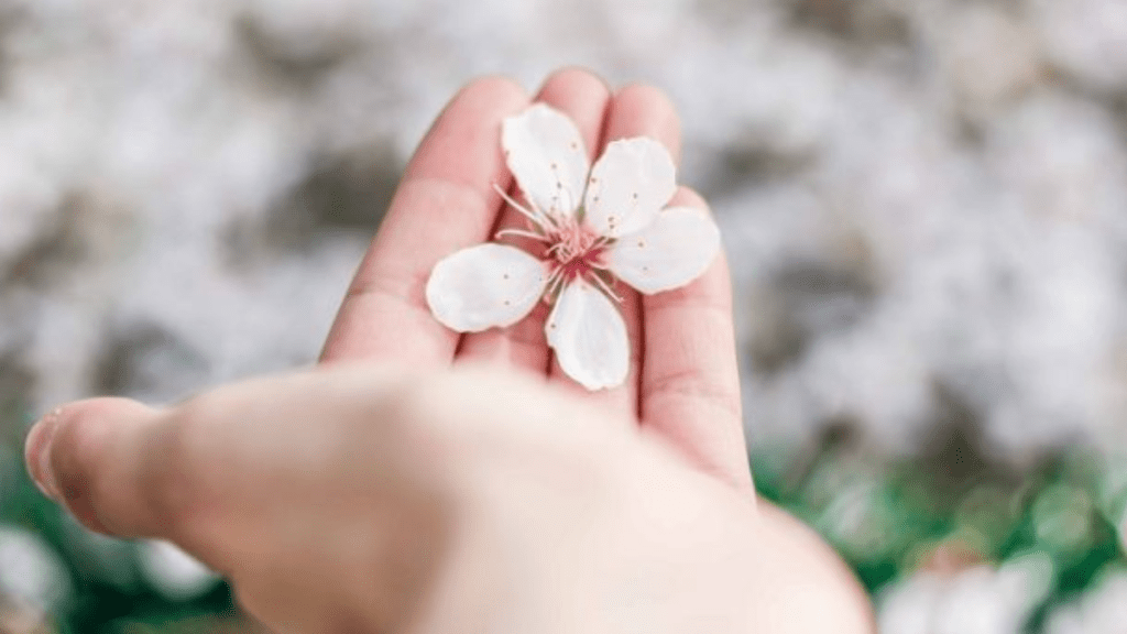 person holding flower being ready and willing for love