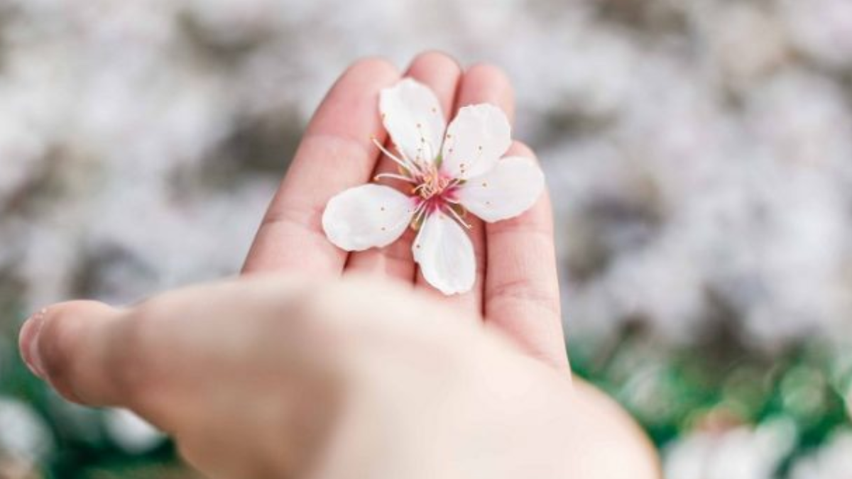 person holding flower being ready and willing for love